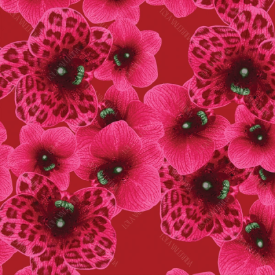 Hot Pink Cherry Orchid