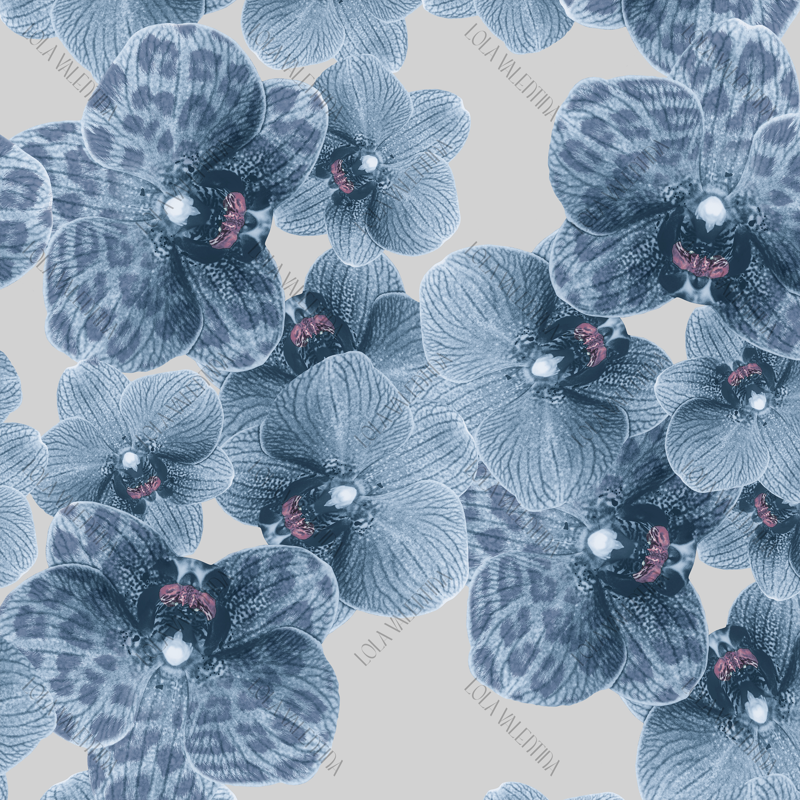 Sky Blue Silver Orchid