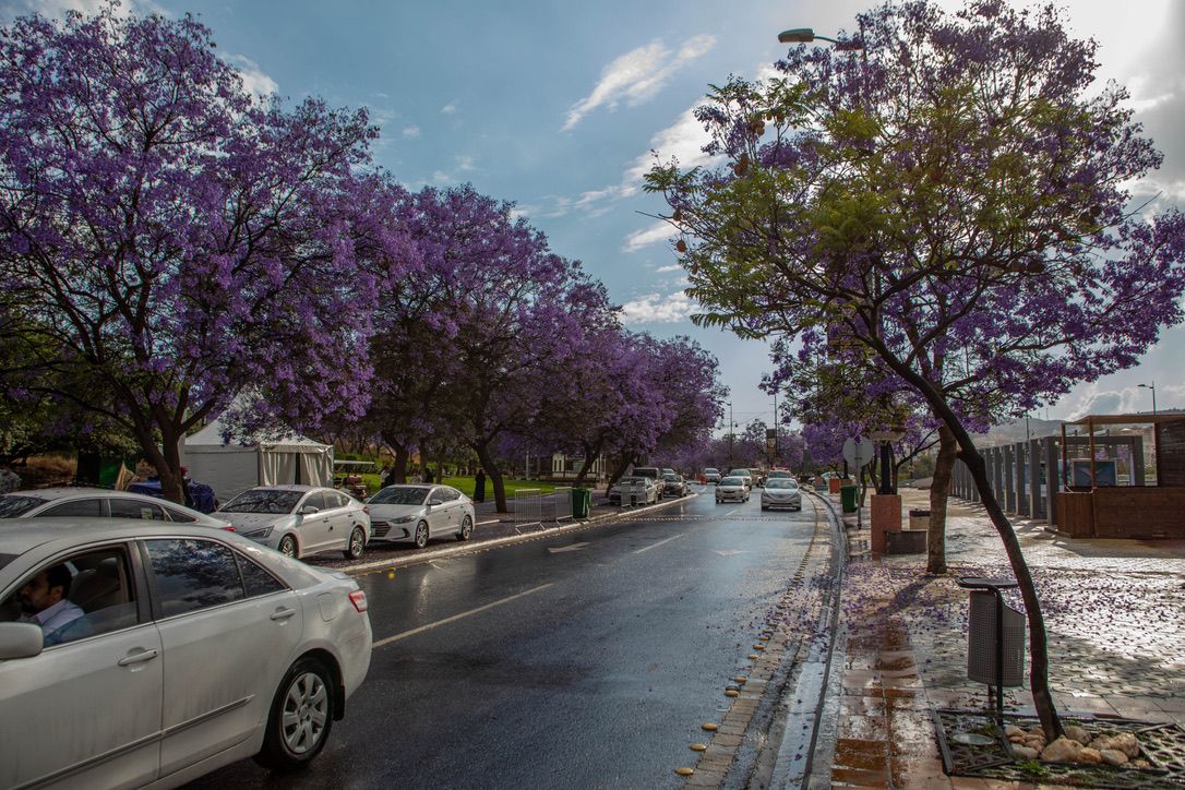 شارع الفن ابها