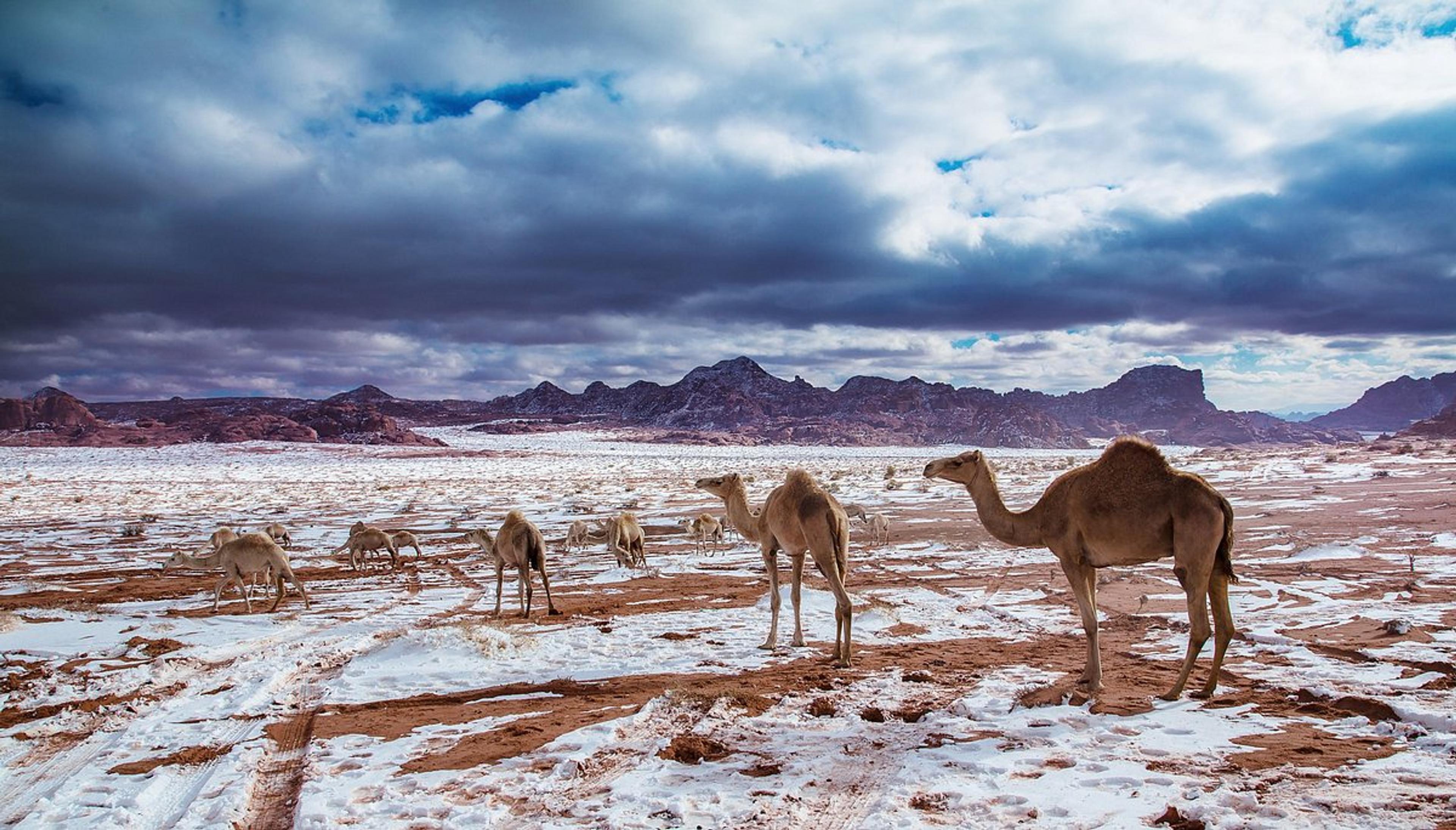 Tabuk