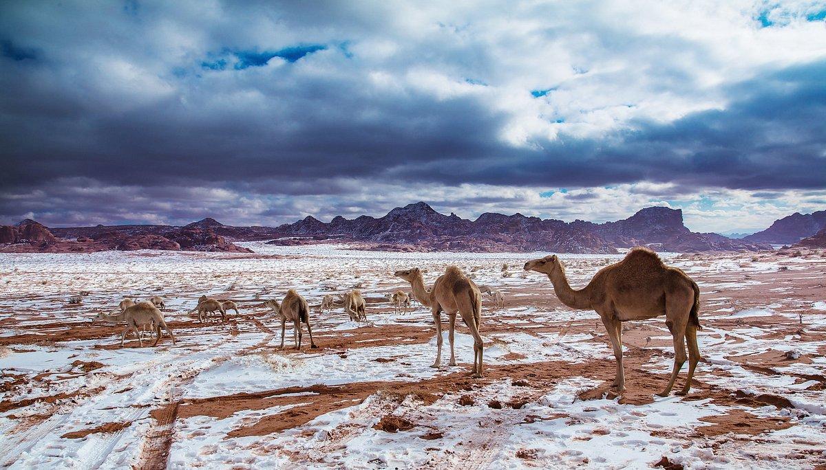 Tabuk