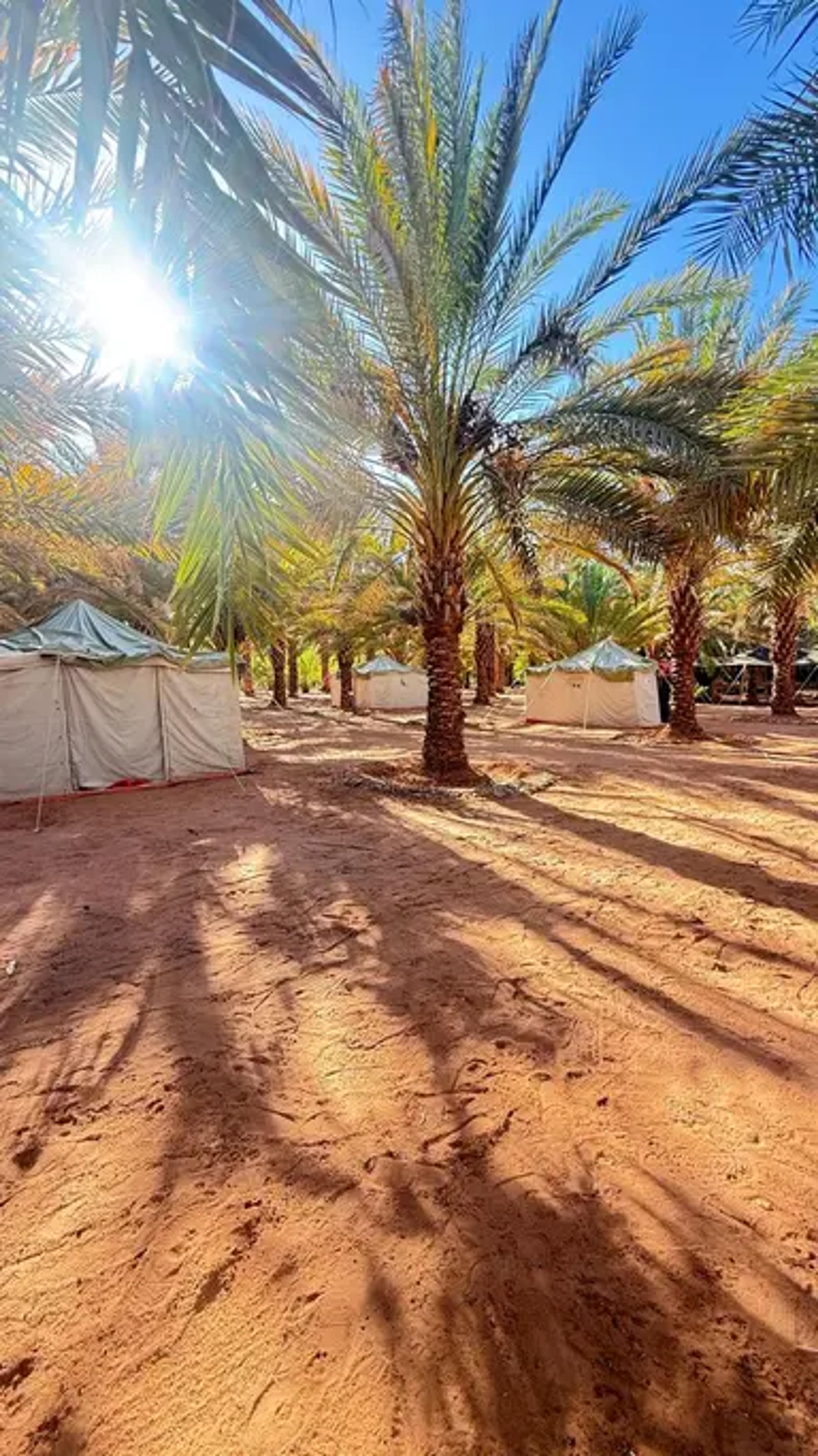 Wadi Al Disah: An Unforgettable Overnight Stay and Safari Tour (Valley of the Future)