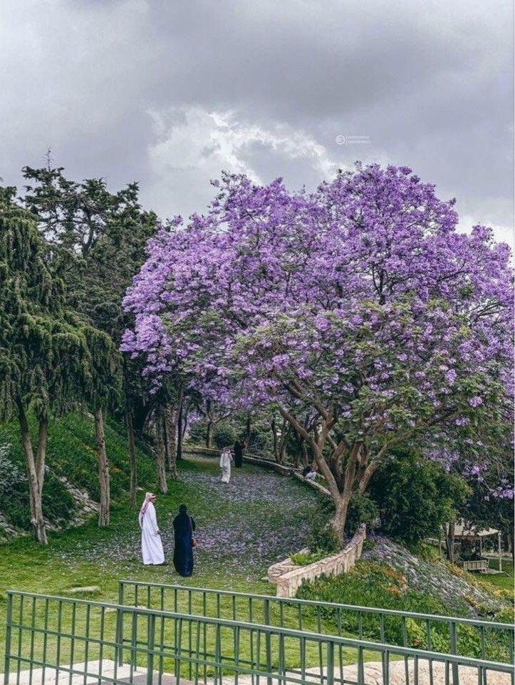 أبها