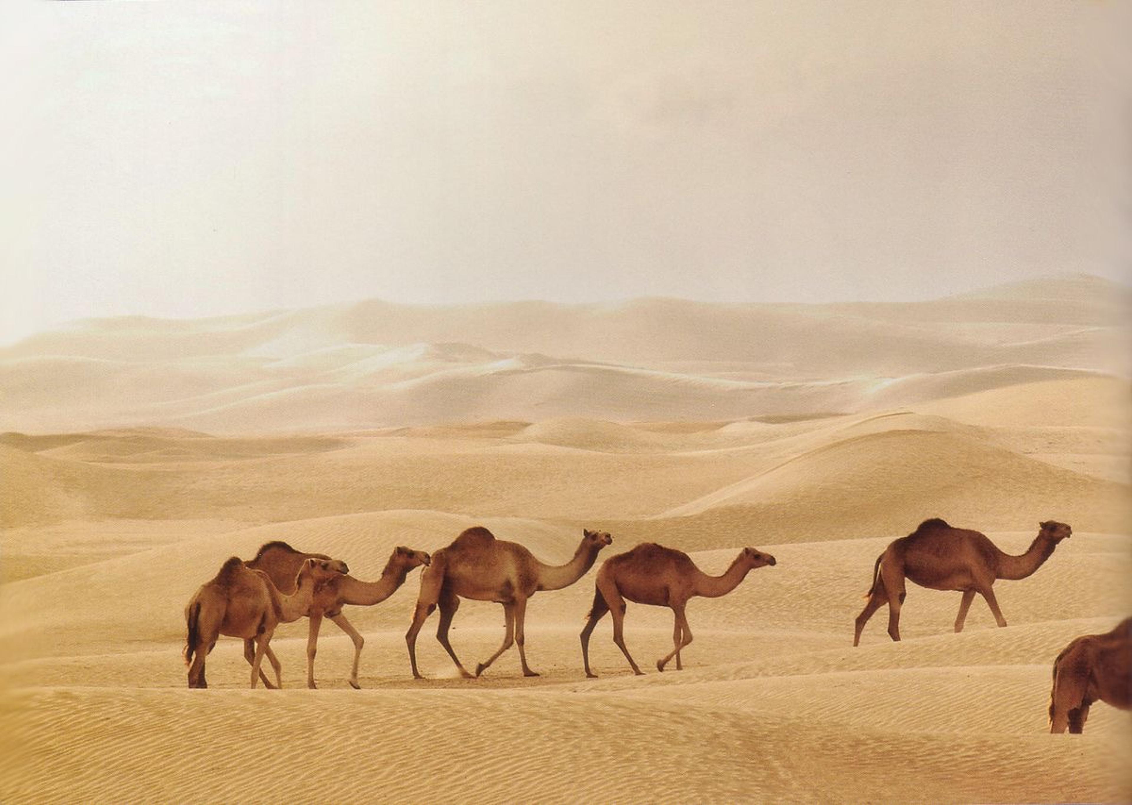 المزاحمية