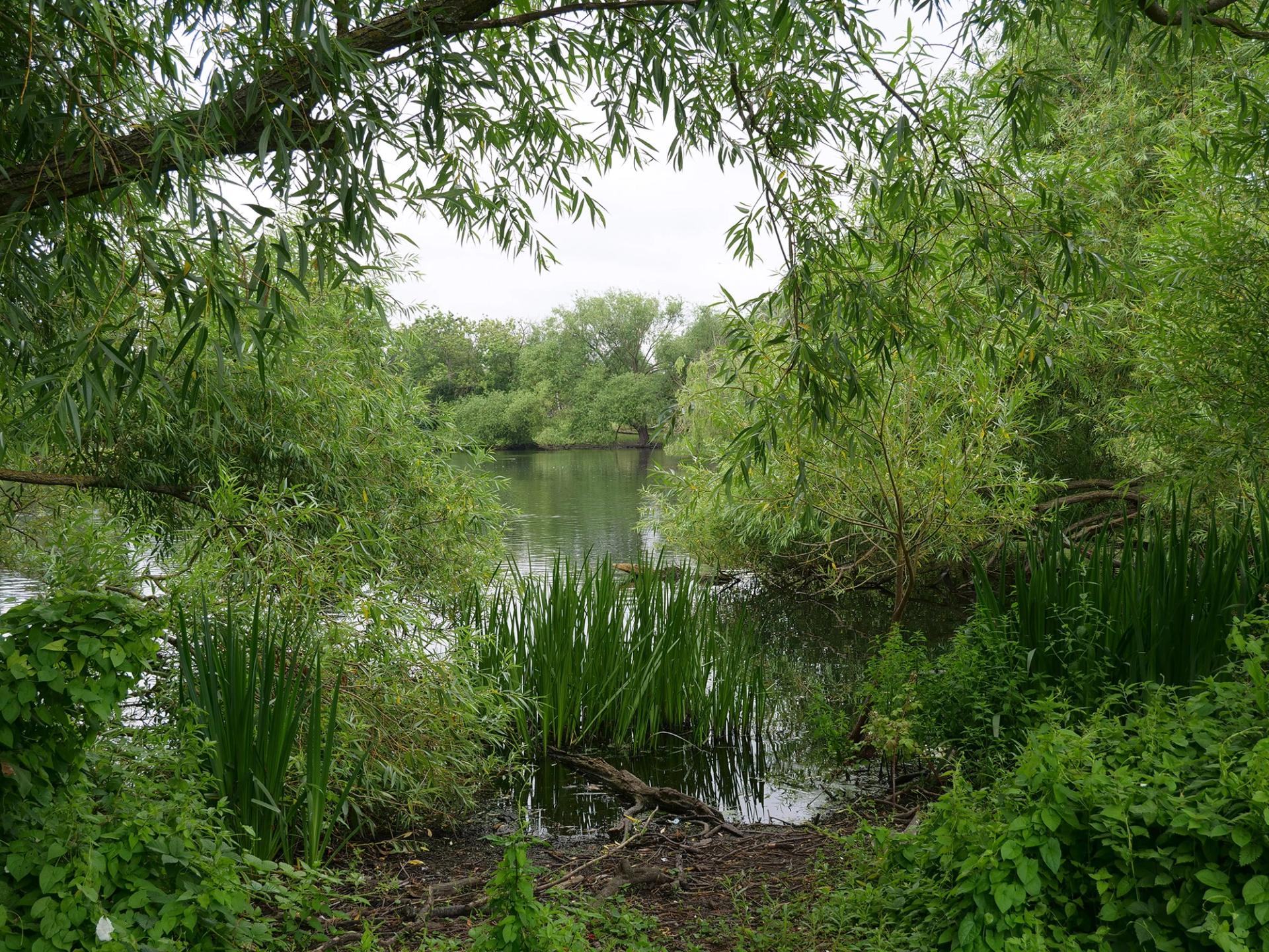 View of the pond in Parsloe Park