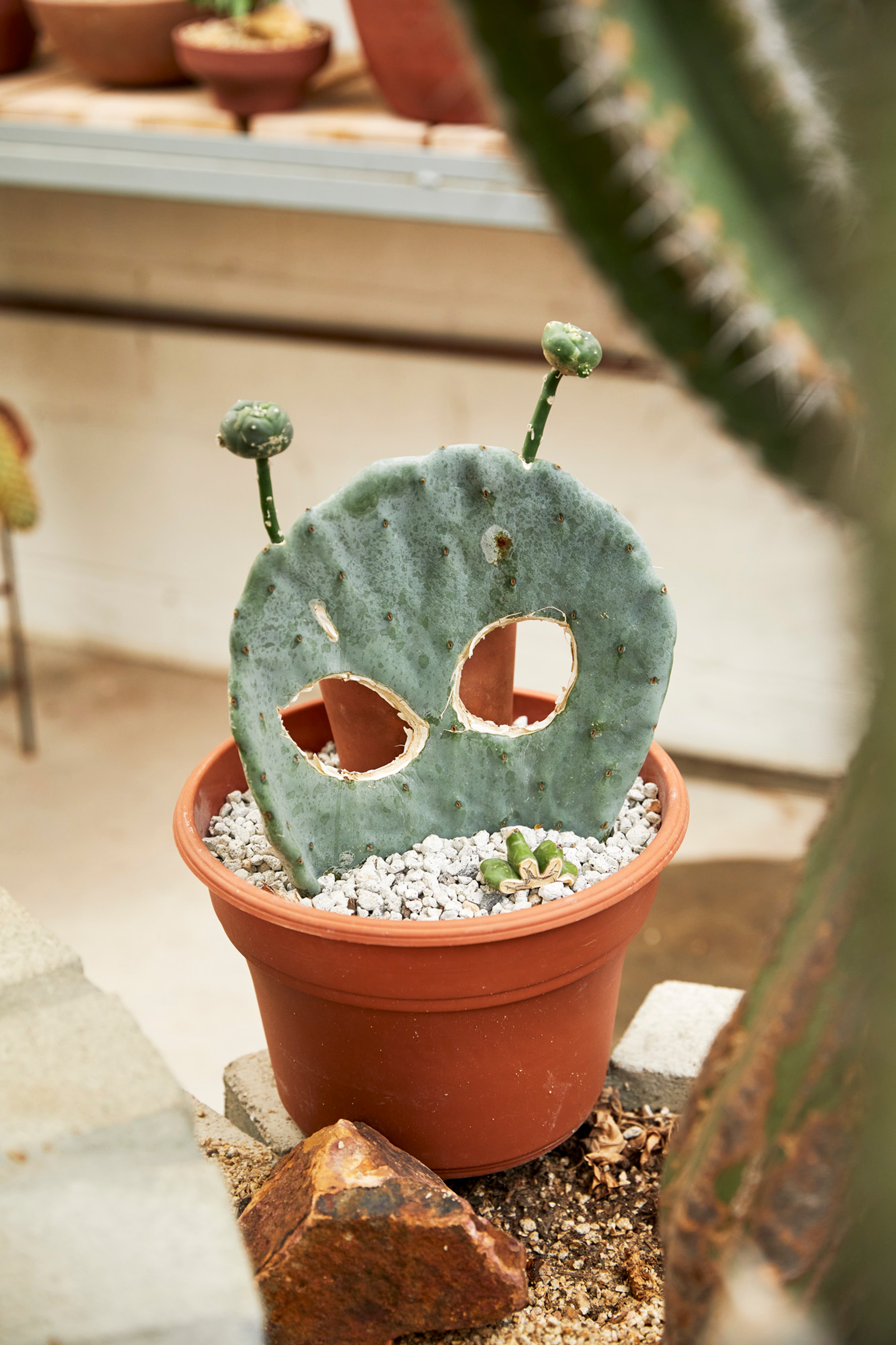 Hot Cactus LA  Ye Rin Mok