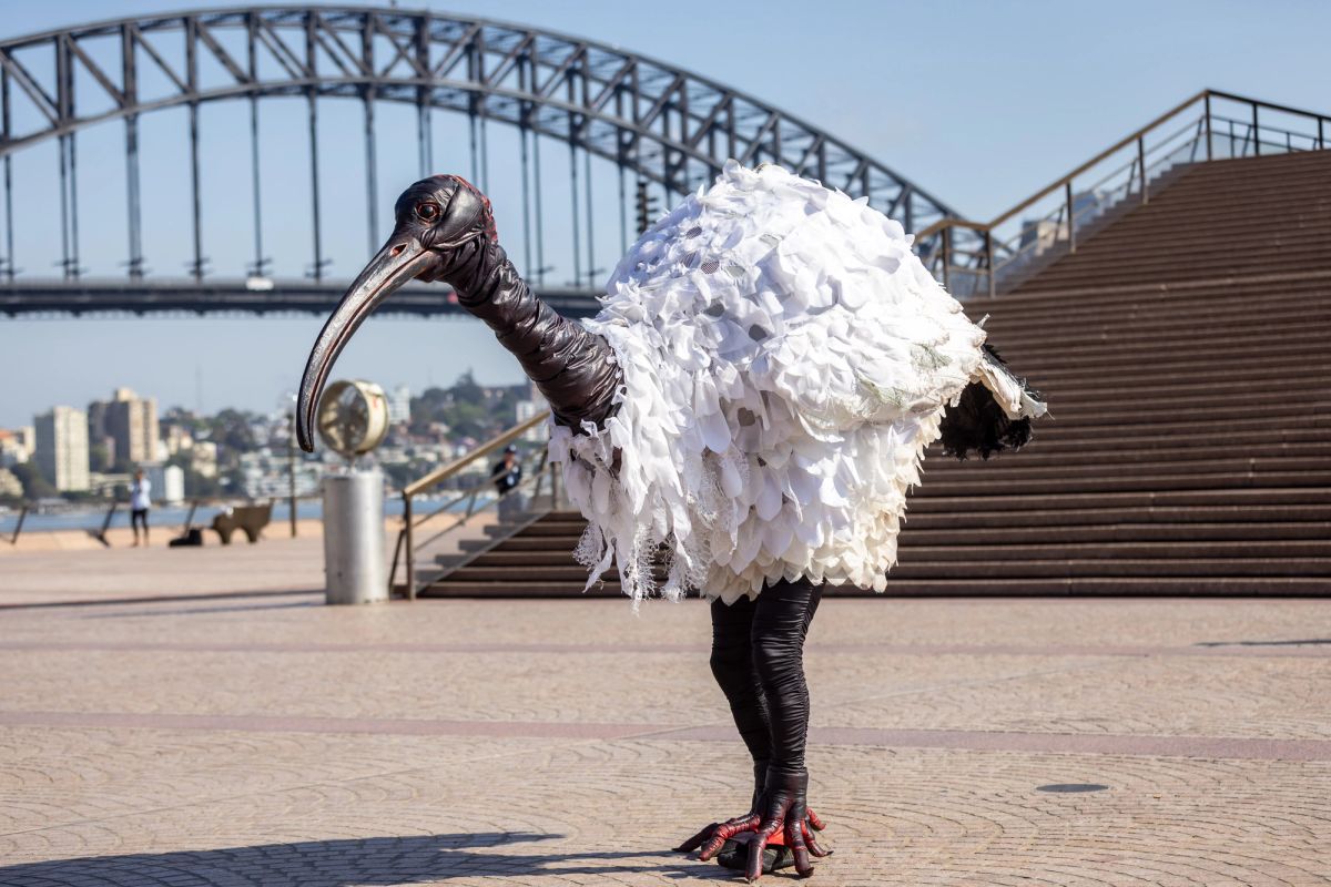 Set in front of the backdrop of the Sydney Harbour Bridge is a larger than life size Ibis bird puppet, a white feathered body with long black legs and a long black neck and beak. He is walking.