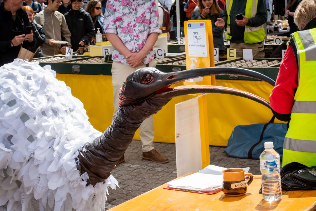 A giant ibis bin chicken puppet which has a white feathers body and a long black and red neck, beak and legs walks along Salamanca surrounded by people