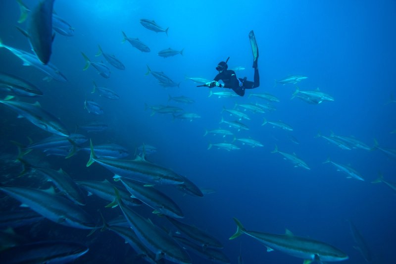 diver at the poor knights islands in new zealand