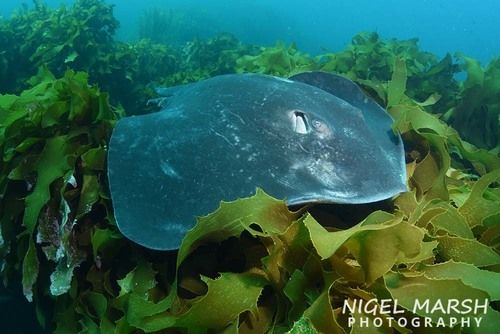 Short-tail Stingray