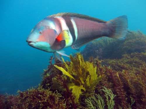 Sandager's Wrasse
