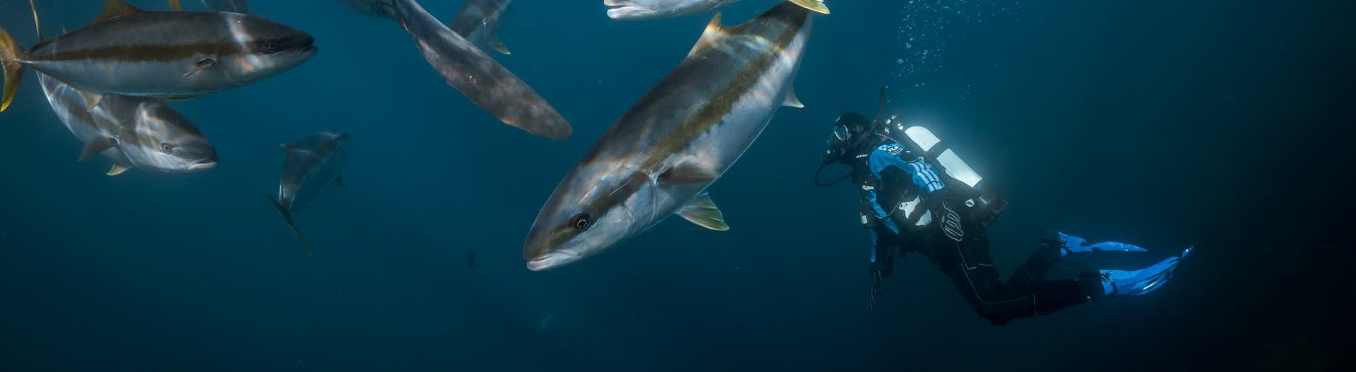 padi master scuba diver training for specialties at Poor Knights Islands New Zealand 