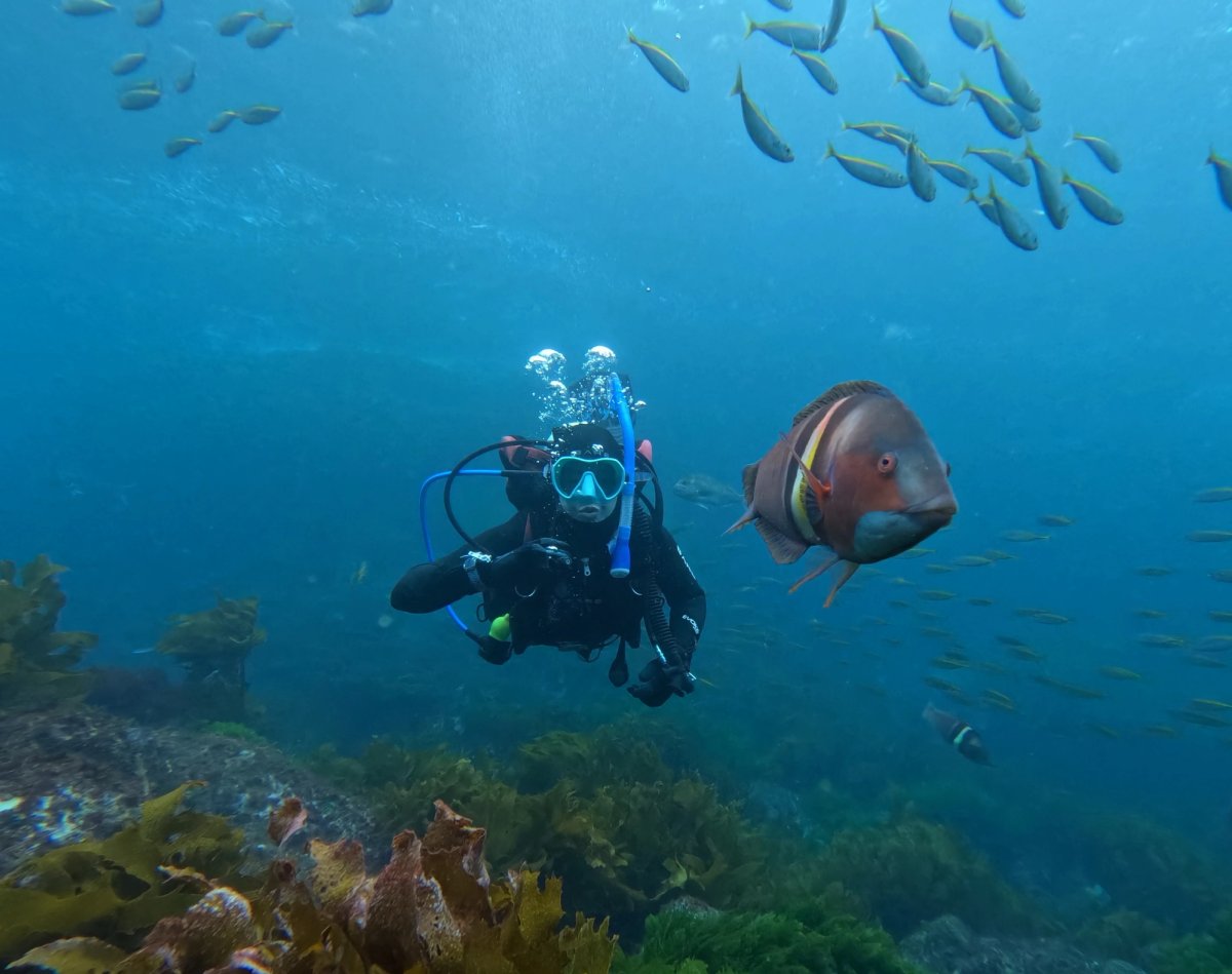 Scuba diver hovering near a Sandager's Wrasse and schooling two-spot demoiselles at Poor Knights Islands Marine Reserve, New Zealand.