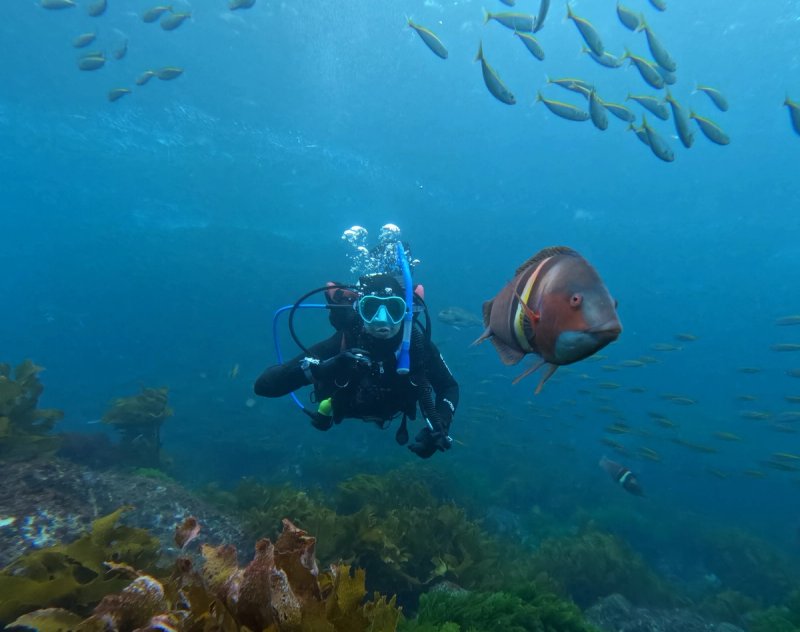 Scuba diver hovering near a Sandager's Wrasse and schooling two-spot demoiselles at Poor Knights Islands Marine Reserve, New Zealand.