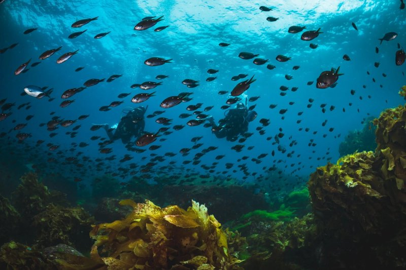 PADI Divemaster Course gallery image 4