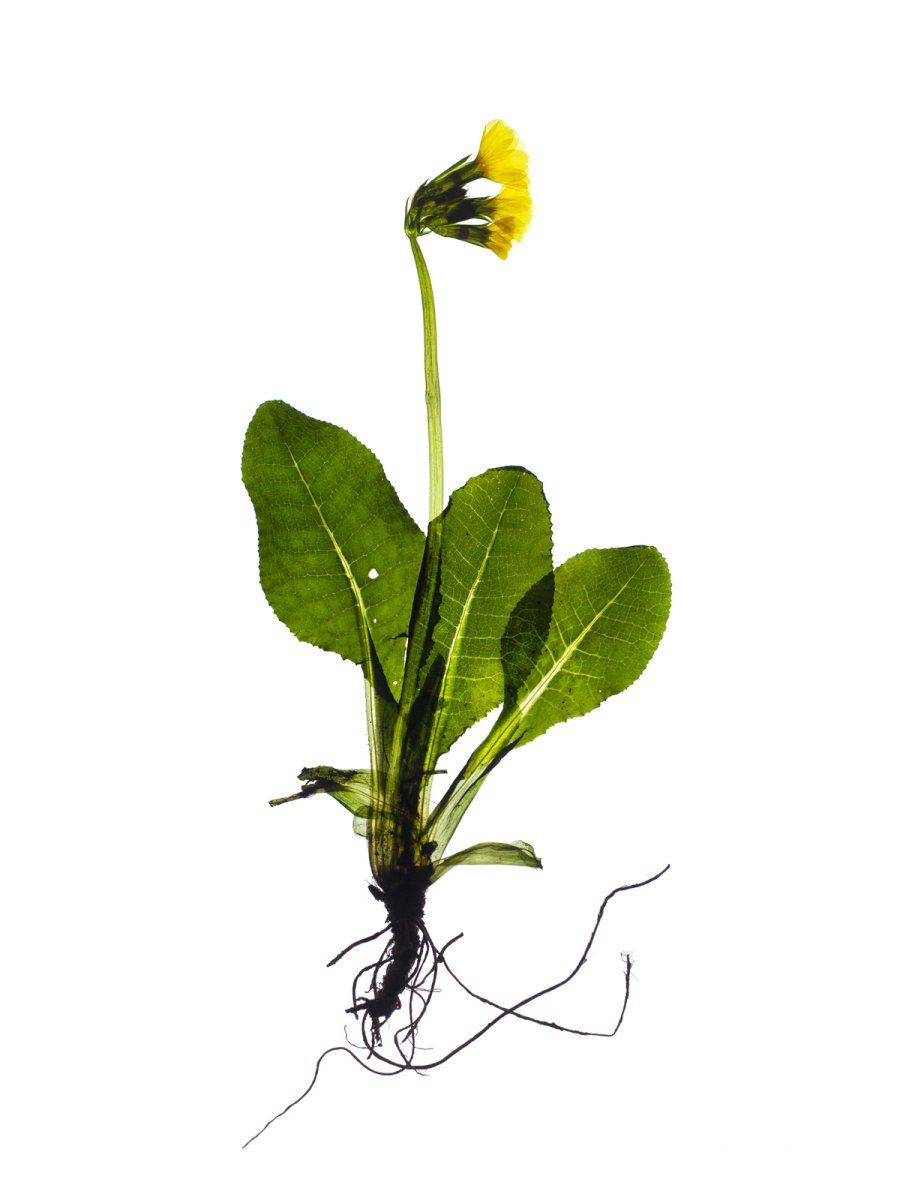 Pliezhausen, Germany, 03/2020