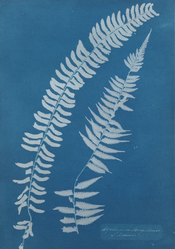 Anna Atkins — Botanical Cyanotypes & the First Photographic Book