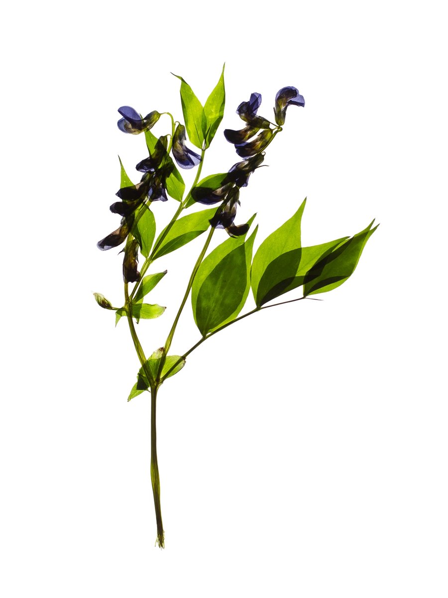 Pliezhausen, Germany, 06/2020