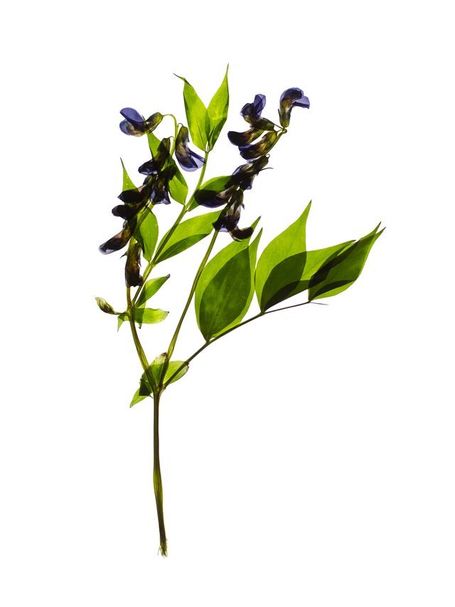 Pliezhausen, Germany, 06/2020