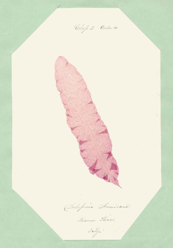 Eliza M. French: Seaweed Herbarium