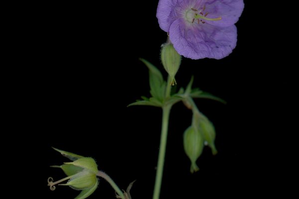 Thalkirchen, Germany, 09/2025