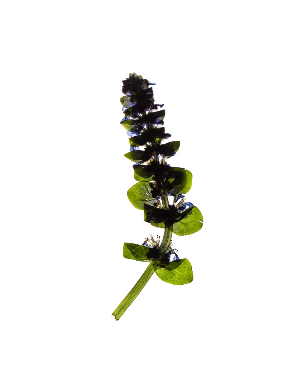 Thalkirchen, Germany, 04/2024