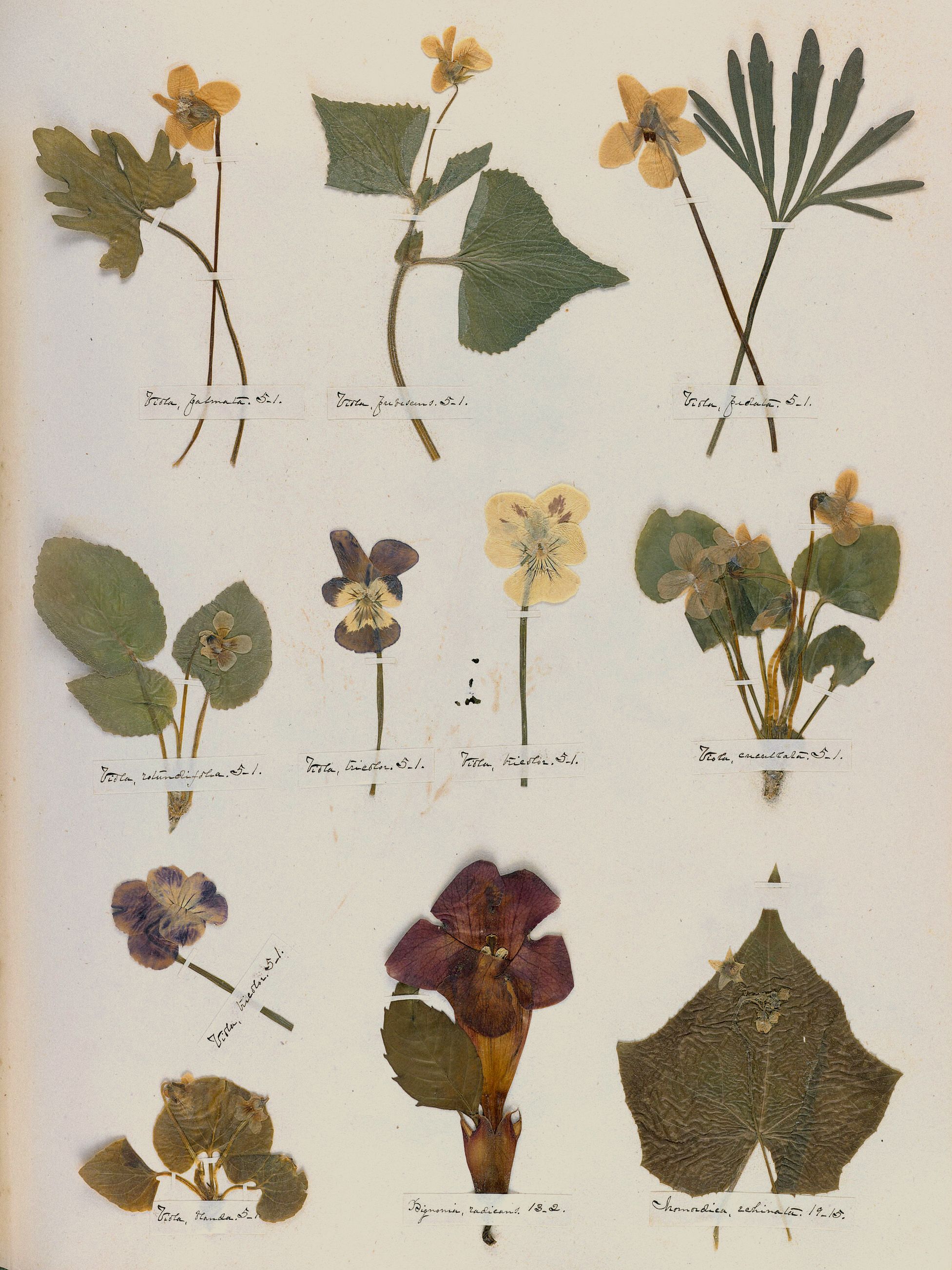 Emily Dickinson: Herbarium