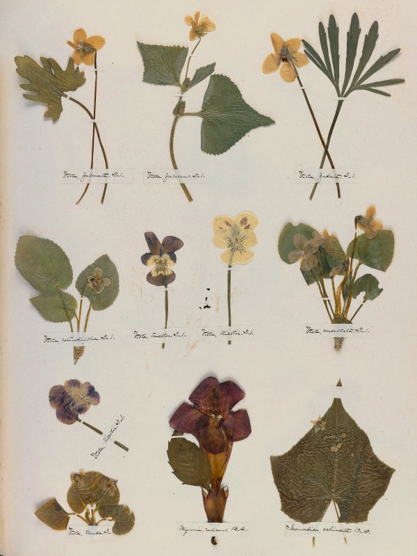 Emily Dickinson: Herbarium