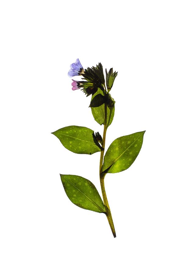 Specimen collected in Tegernsee, 03/2024