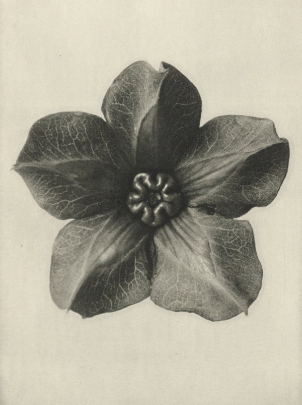 Karl Blossfeldt: Natural design archetypes