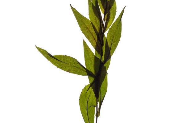 Thalkirchen, Germany, 10/2023