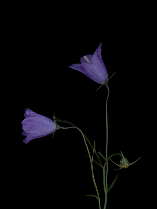 Detail of specimen collected in Munich, 09/2025