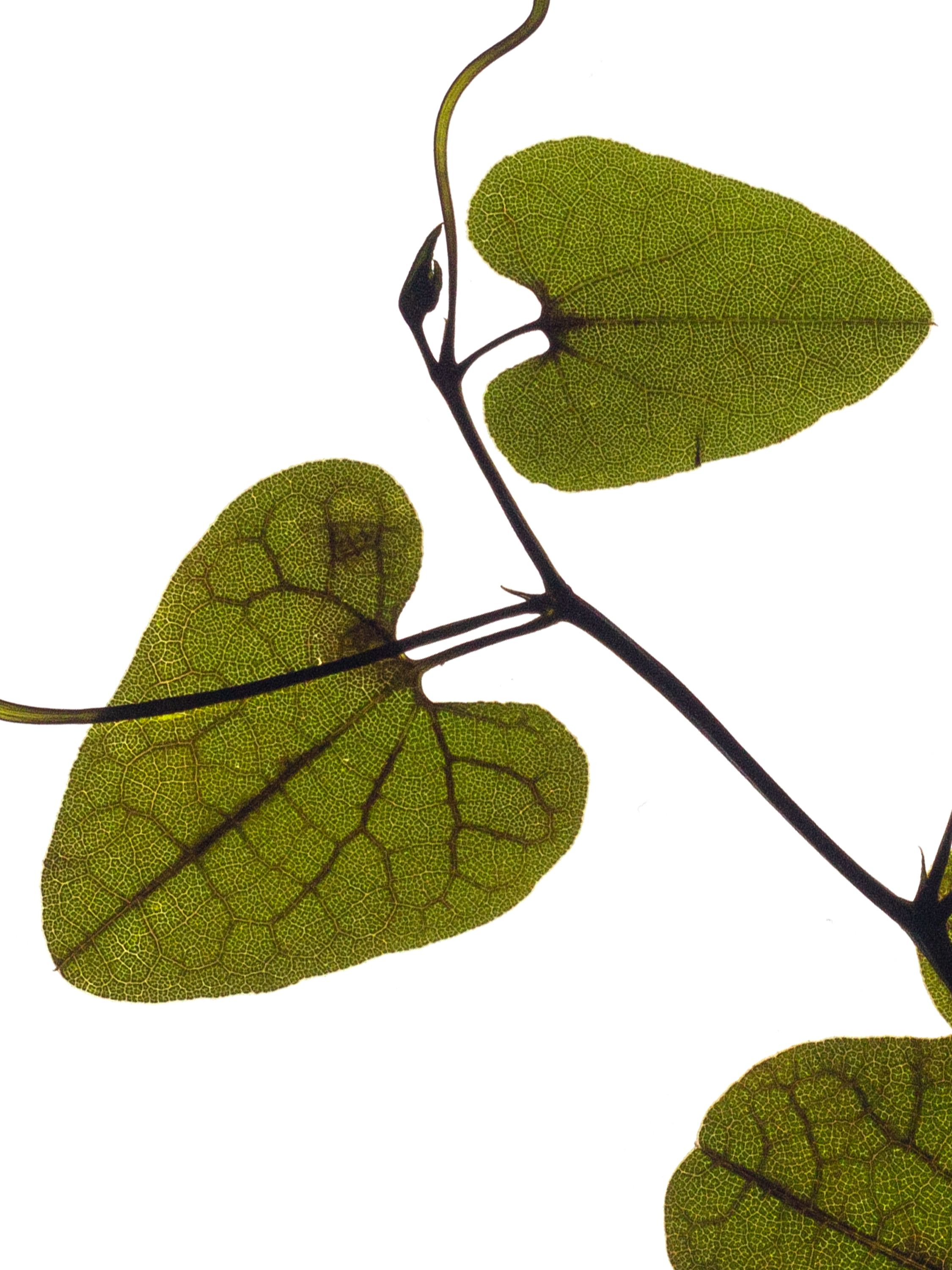 Backlit pressed specimen