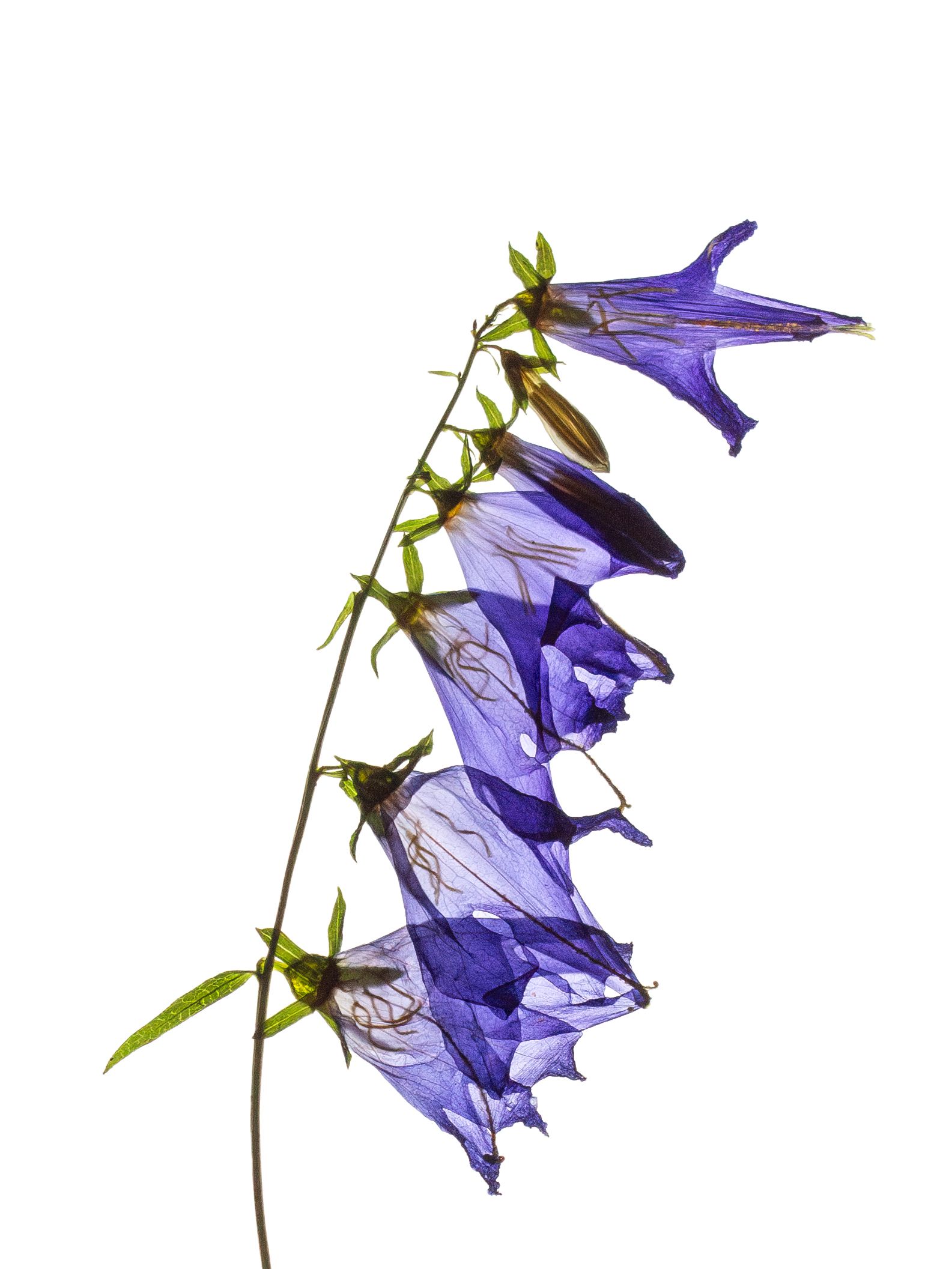 Detail of specimen collected in Ushguli, Georgia, 08/2019