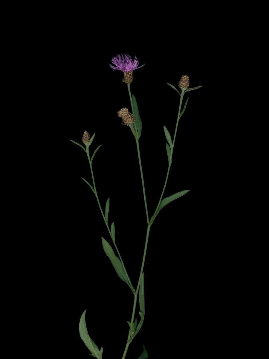 Thalkirchen, Germany, 09/2025