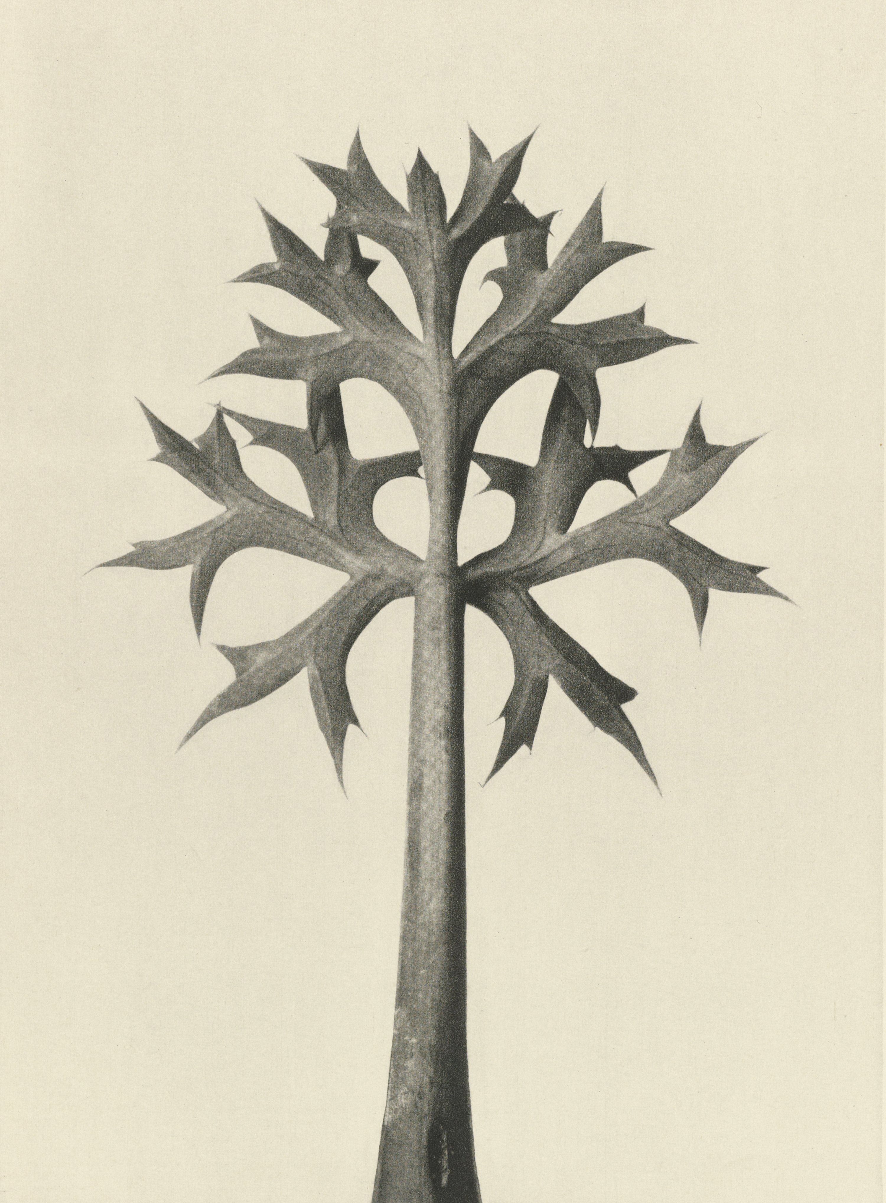 Karl Blossfeldt: Natural design archetypes