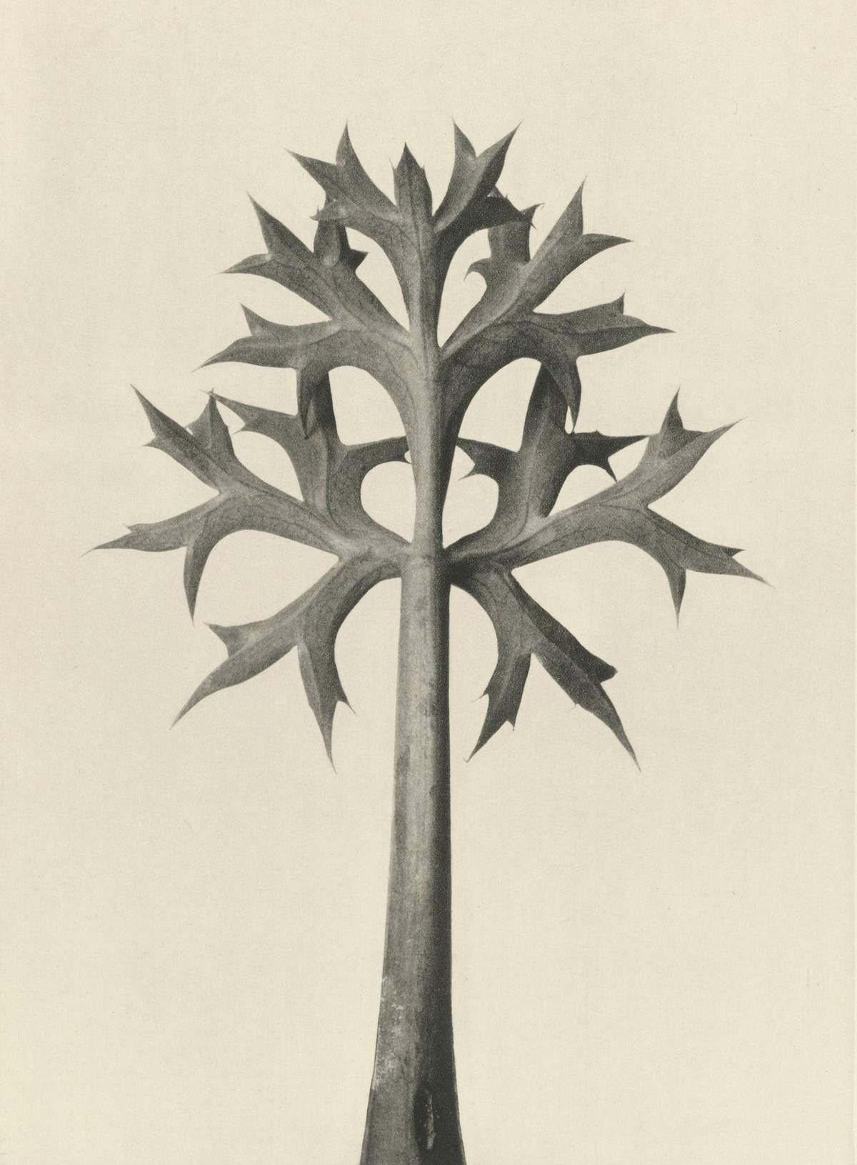 Karl Blossfeldt: Natural design archetypes
