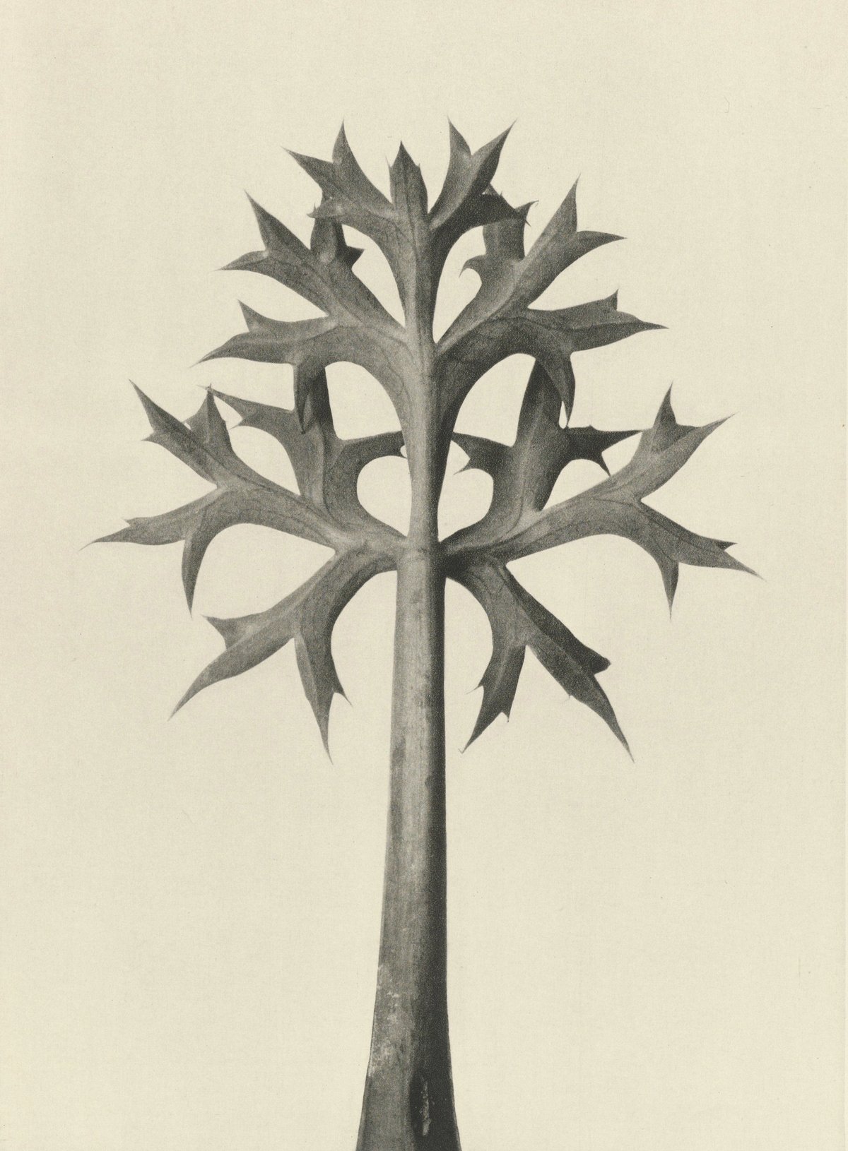 Karl Blossfeldt: Natural design archetypes