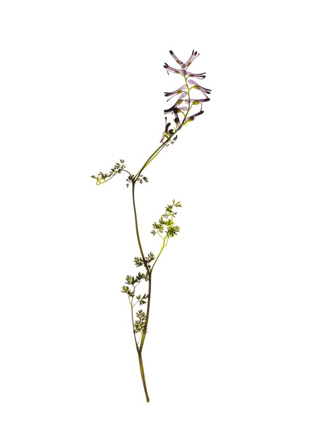 Specimen collected in Cercedilla, Spain, April 2023