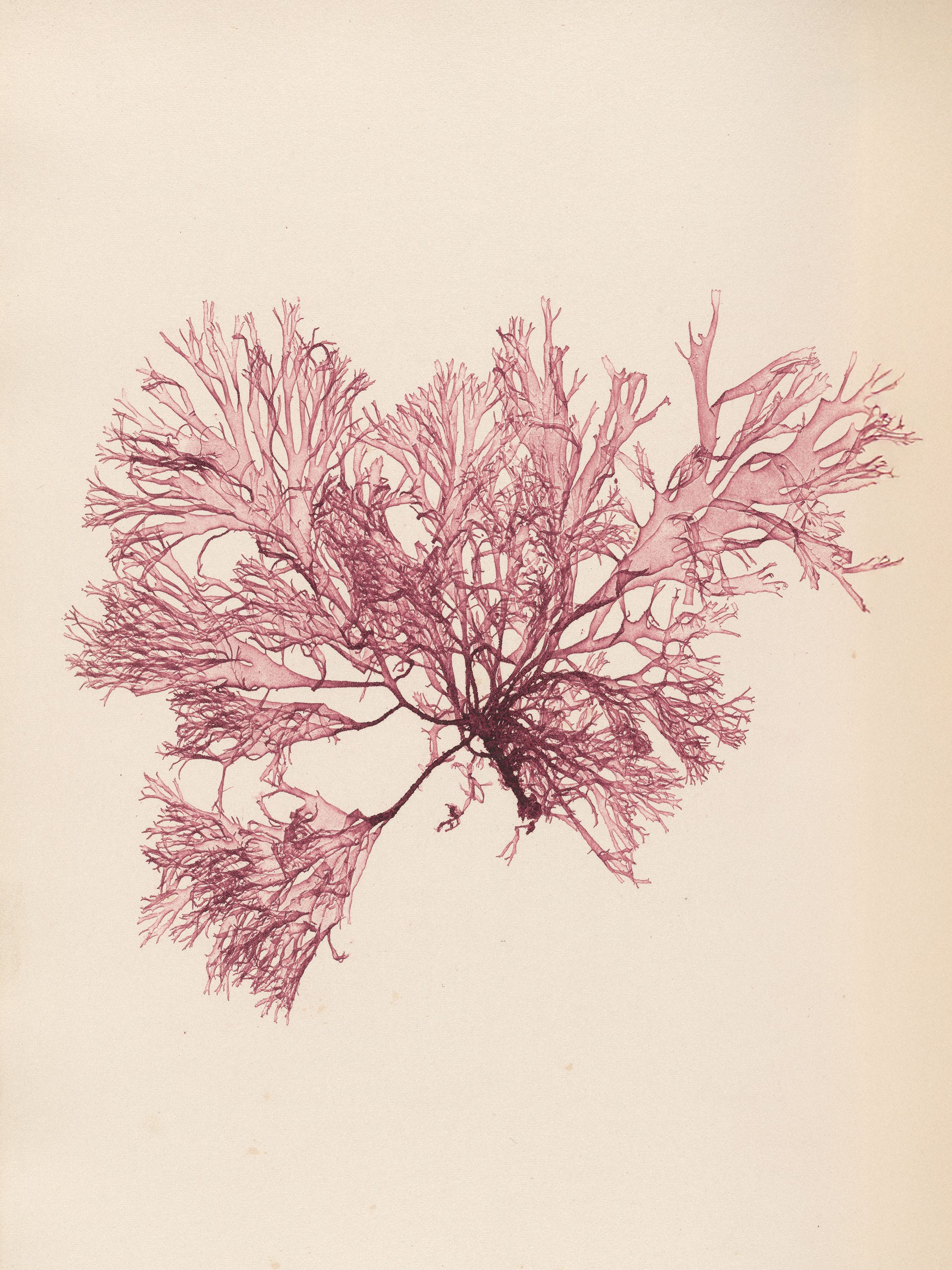 Henry Bradbury: Pioneer of Botanical Nature Printing