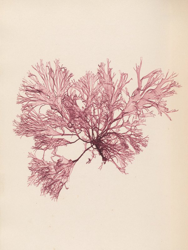 Henry Bradbury: Pioneer of Botanical Nature Printing