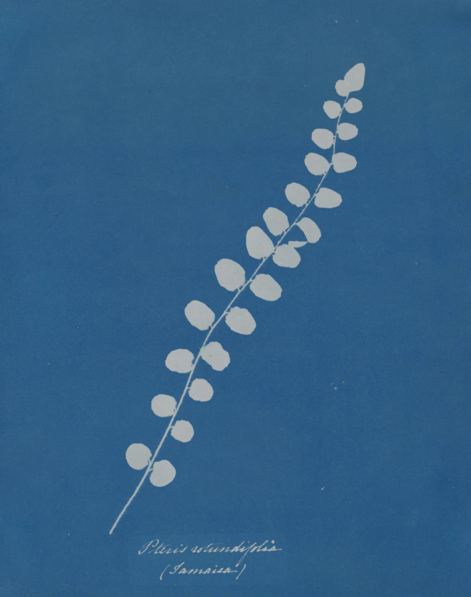 Anna Atkins: Cyanotypes