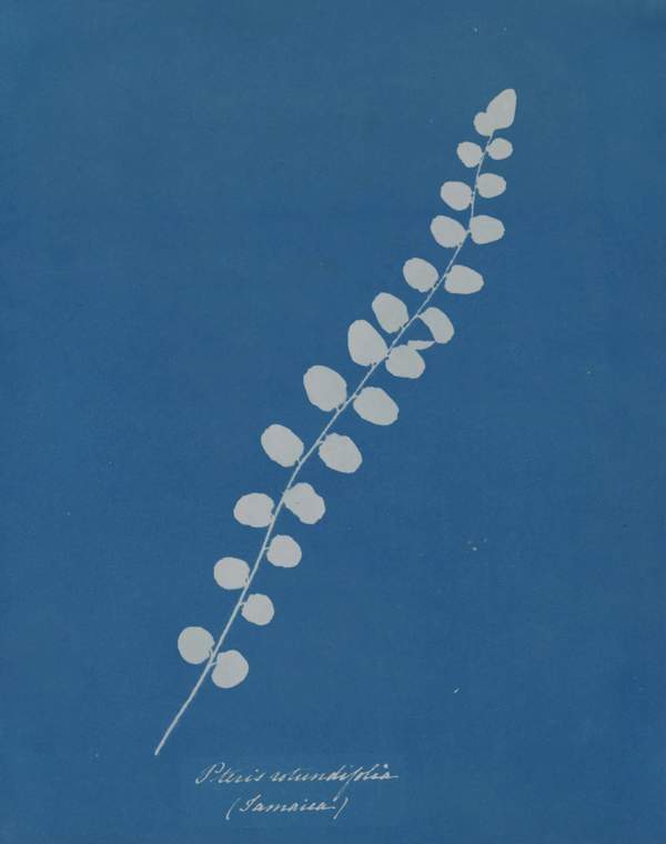 Anna Atkins: Cyanotypes