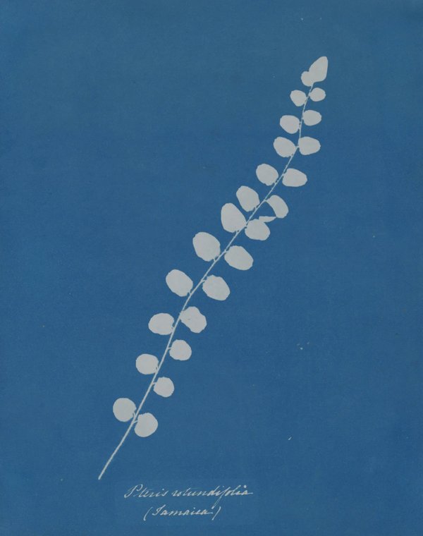 Anna Atkins — Botanical Cyanotypes & the First Photographic Book