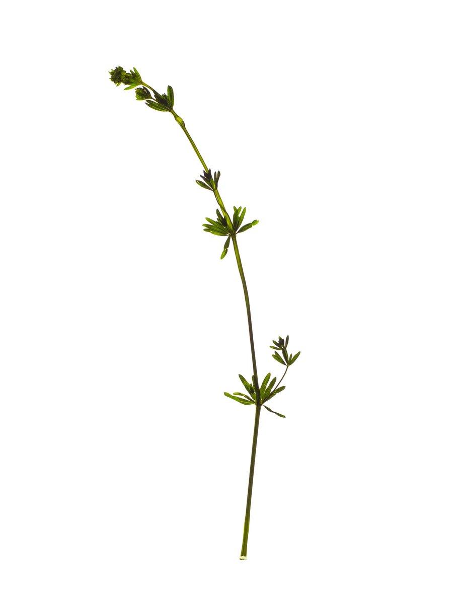 Offenbach, Germany, 05/2019