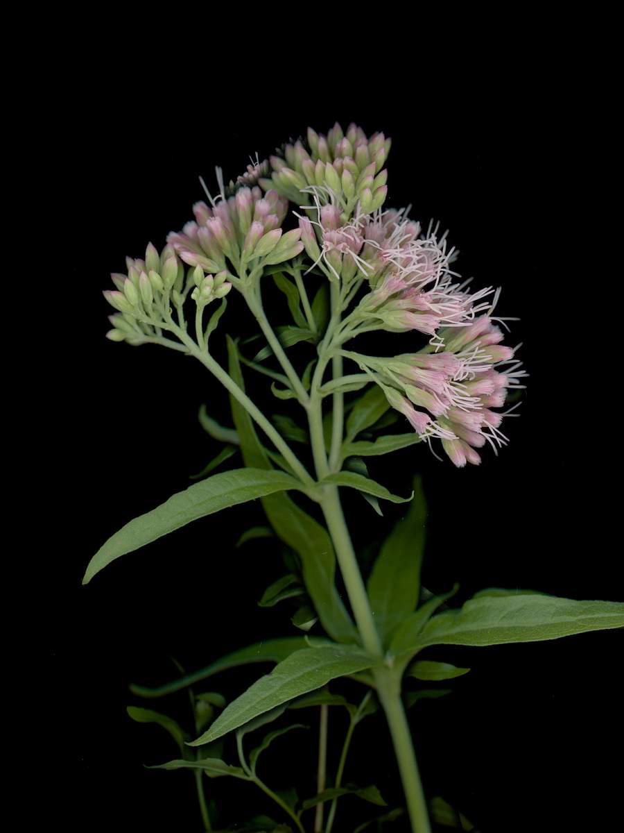 Detail, Thalkirchen, Germany, 08/2025