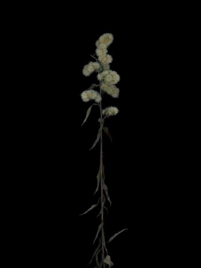 Specimen collected in Munich, Germany, 11/2025