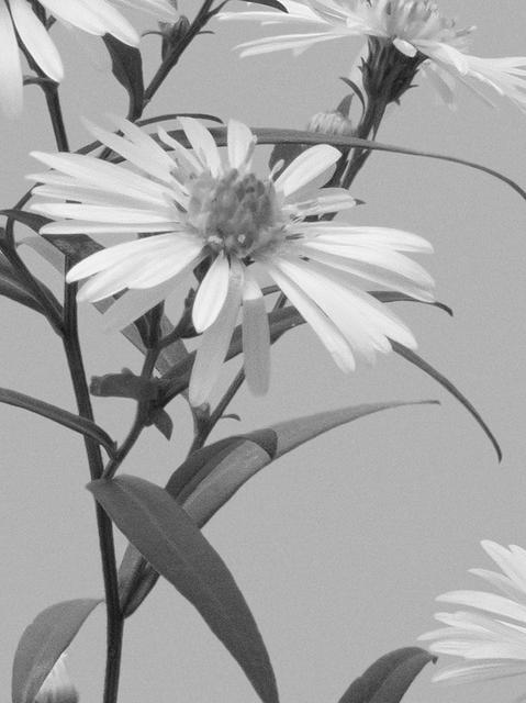 Symphyotrichum novi-belgii, Thalkirchen, Germany, 09/2025