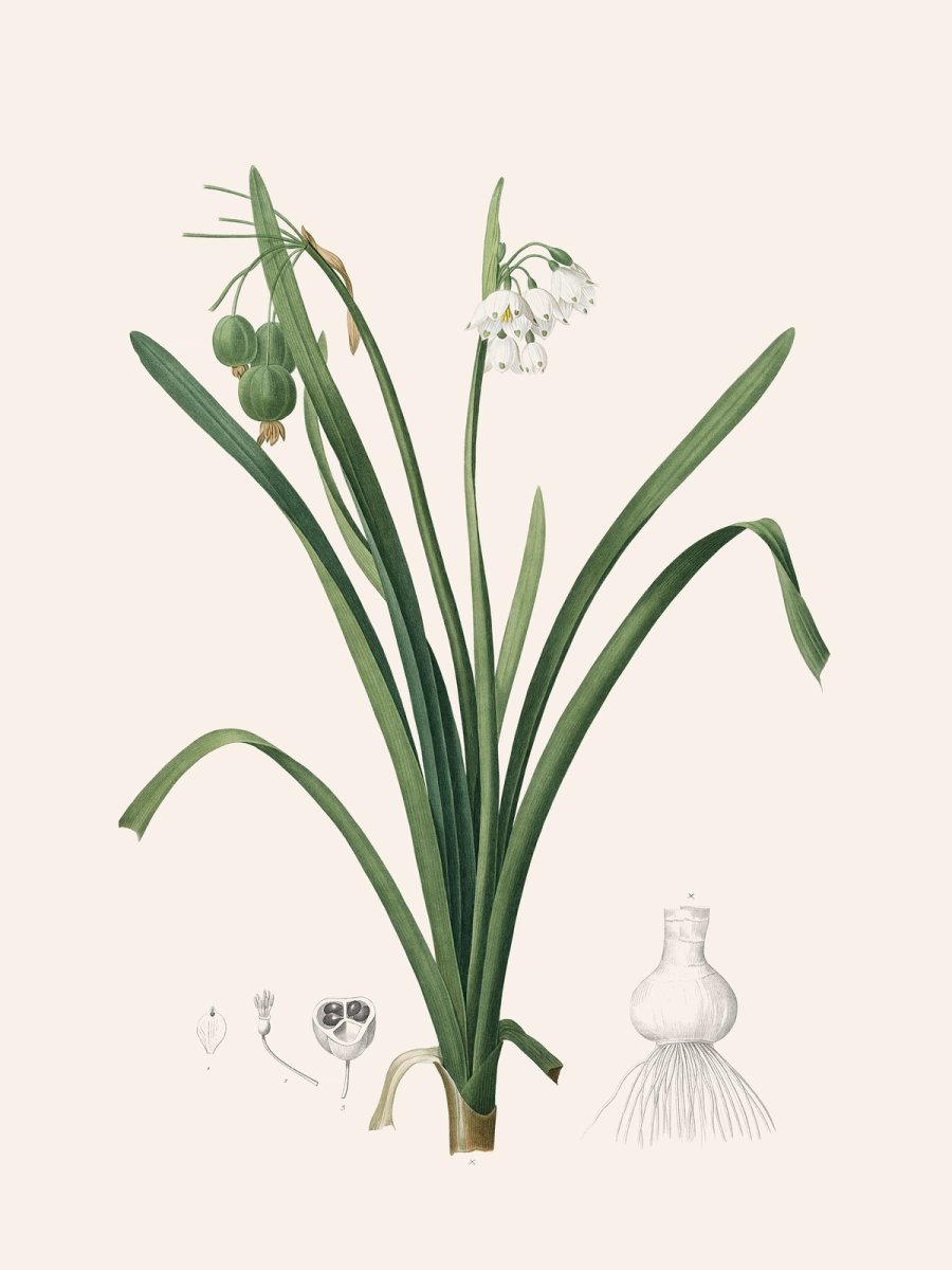 Les Liliacées, Vol. 2/ Pl. 135