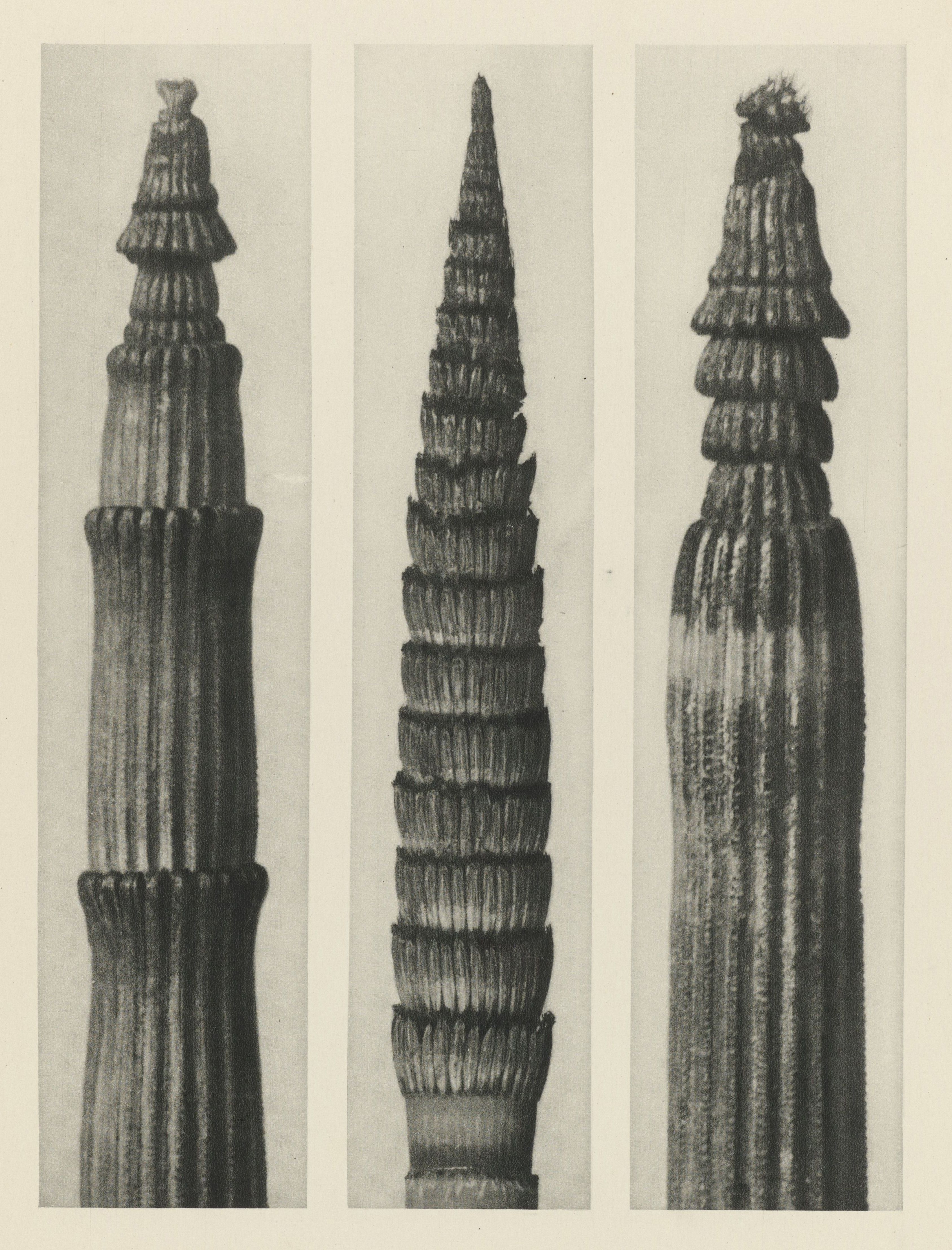 Karl Blossfeldt: Natural design archetypes